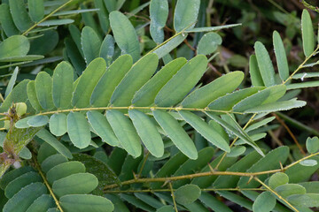 Jacarandá-de-Espinho leaves, Machaerium hirtum, Amazonian rainforest, Amazonas state, Brazil