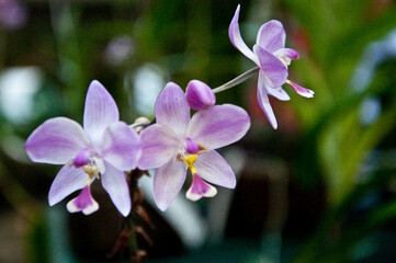 Egzotyczny kwiat w ogrodzie botanicznym na Kubie, orchidea