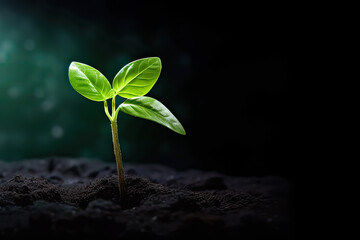Growing tree on a dark background, a symbol of lifes origin. A powerful stock photo capturing the essence of growth and natural beginnings.