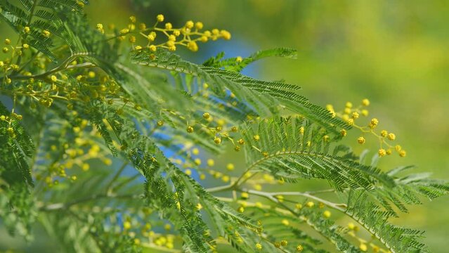 Spring Is Coming. Acacia Dealbata Or Known As Silver Wattle. Early Blooming Of Mimosa Flower. Still.