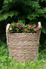 Picked cranberries in the forest. Wild harvest of red berries