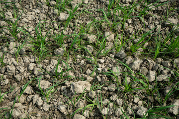 rice sprouts in poor soil.