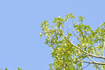 Dita, Devil Tree or Alstonia scholaris and sky