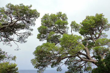 Tall tree in clear sunny day. Coniferous tree. Tree with blue sky and white clouds. Mediterranean flora, evergreen coniferous tree. Nature in summer. Green pine. Green maritime pine. Tropical nature