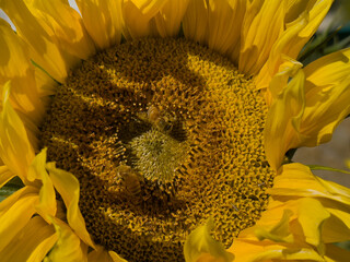 Closeup of a sunflower with bee