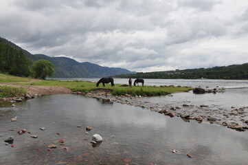 Jenisei, rzeka Syberia, Rosja. Konie u wodopoju. © Ornela