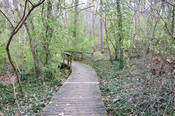 Fototapeta premium The old wood boardwalk bridge on the forest trail.