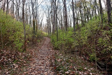 Obraz premium The long hiking trail in the forest.