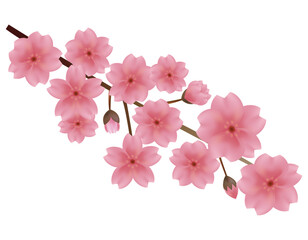 Naklejka na ściany i meble ピンクの桜のイラスト　桜の花びらのイラスト