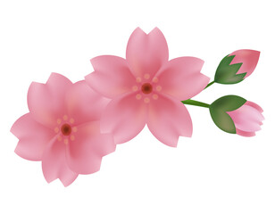 ピンクの桜のイラスト　桜の花びらのイラスト