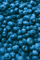 Fresh blueberry background. Texture blueberry berries close up.