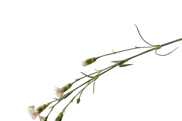 White carnation flower isolated on a white background.