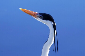 Garça Real Europeia na lagoa de Guaratiba - Maricá - RJ