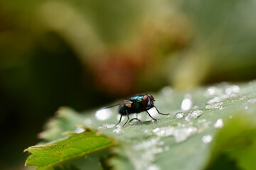 fly on leaf