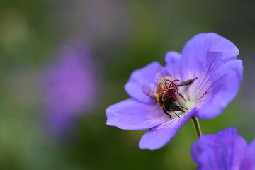 Bee and flower