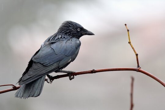 Corvus  monedula sotto la pioggia