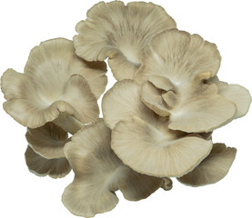isolated oyster mushroom cutout on transparent background.