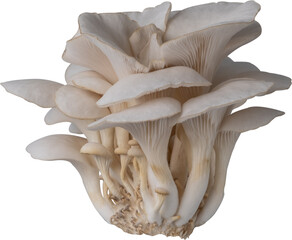 isolated oyster mushroom cutout on transparent background.