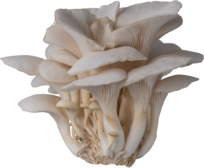 isolated oyster mushroom cutout on transparent background.