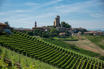 Fototapeta na wymiar vineyard in region