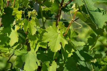 vine leaves
