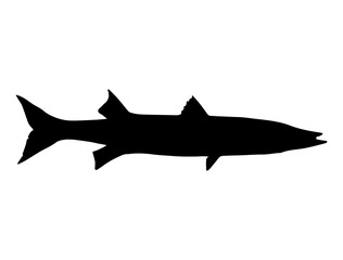 Barracuda Fish silhouette vector art white background