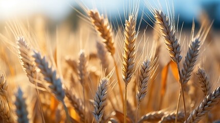 A close-up view of a wheat field with golden brown stalks. The vibrant colors and textures create a...