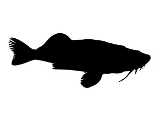 Cat Fish silhouette vector art white background