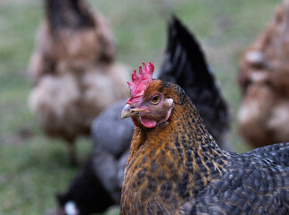 Rosa type hen from a small farm