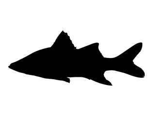 Snook Fish silhouette vector art white background