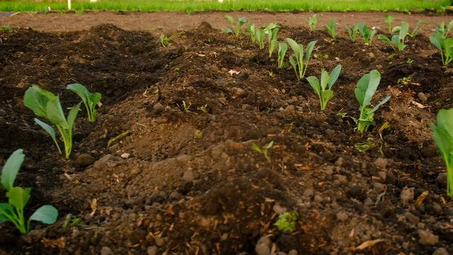 cabbage seedlings are planted in the garden. Selective focus.