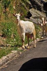 Stadko kóz na górskiej drodze