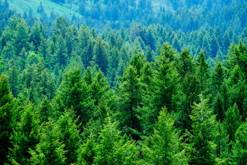 Lush Green Pine Forest Forrest Environment Preservation