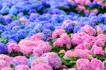 Vibrant pink and blue color hydrangeas flowers on its branches at hydrangea flower garden.