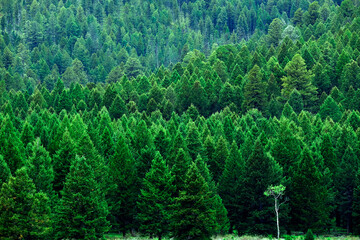 Lush Green Pine Forest Forrest of Trees in Wilderness Mountains