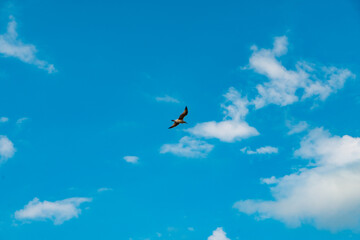 a bird is flying in the sky
