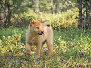 Young Finnish Spitz puppy is in the forest for the first time