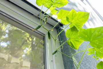 Cucumber vine with ovaries at the window on the balcony, illuminated by the sun