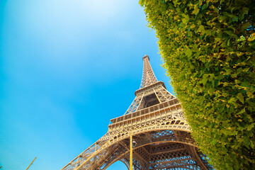 Green hedge by world famous Eiffel Tower on a sunny day