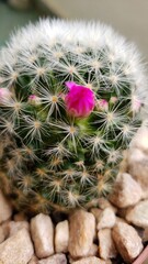 a small cactus flower