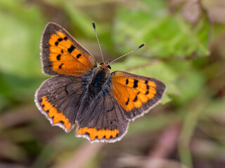 Small Copper Butterfly. Wings Open.