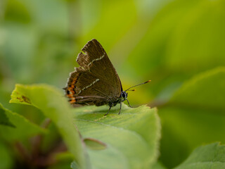 White-letter Hairstreak Butterfly Resting on a Leaf