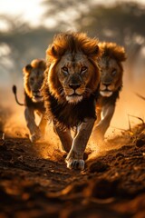 a group of lions running on the ground in the dust