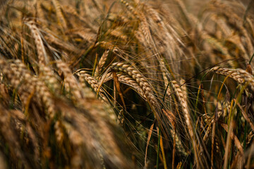 Fototapeta premium close up of wheat ears in field