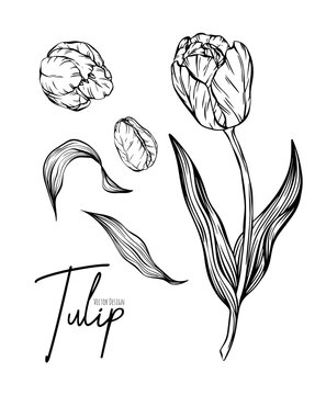 Botanical set line illustration of tulip flowers for wedding invitation and cards, logo design, web, social media and poster, template, advertisement, beauty and cosmetic industry.