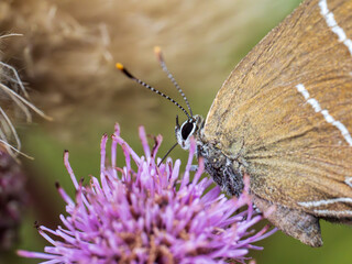 White-letter Hairstreak Butterfly on Creeping Thistle