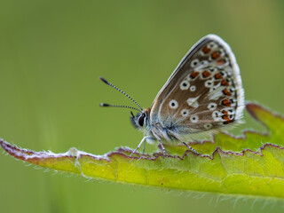 Common Blue Butterfly. Side View Wings Closed.