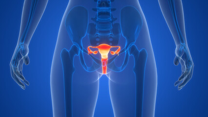 Female Reproductive System Anatomy - obrazy, fototapety, plakaty