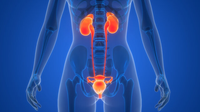 Female Internal Organs Reproductive System with Urinary System Anatomy