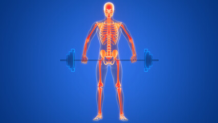 Fototapeta na wymiar Human Skeleton System Bone Joints Anatomy